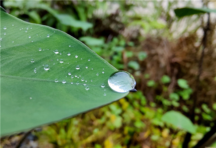 天际晨曦雨落时,飘飘洒洒卉花垂.文/博友菊乡子五月初三晨雨夏雨·诗