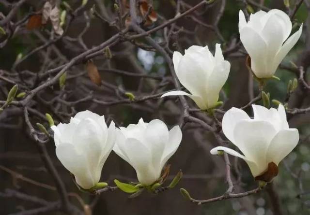 24fef20200309092141390068.jpg 1.白玉兰.jpg