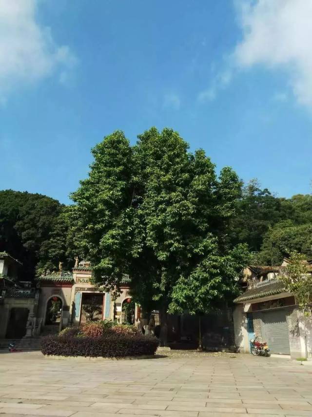 2d8c020200309092433150186.jpg 3.西山庙门前的白兰花树.jpg