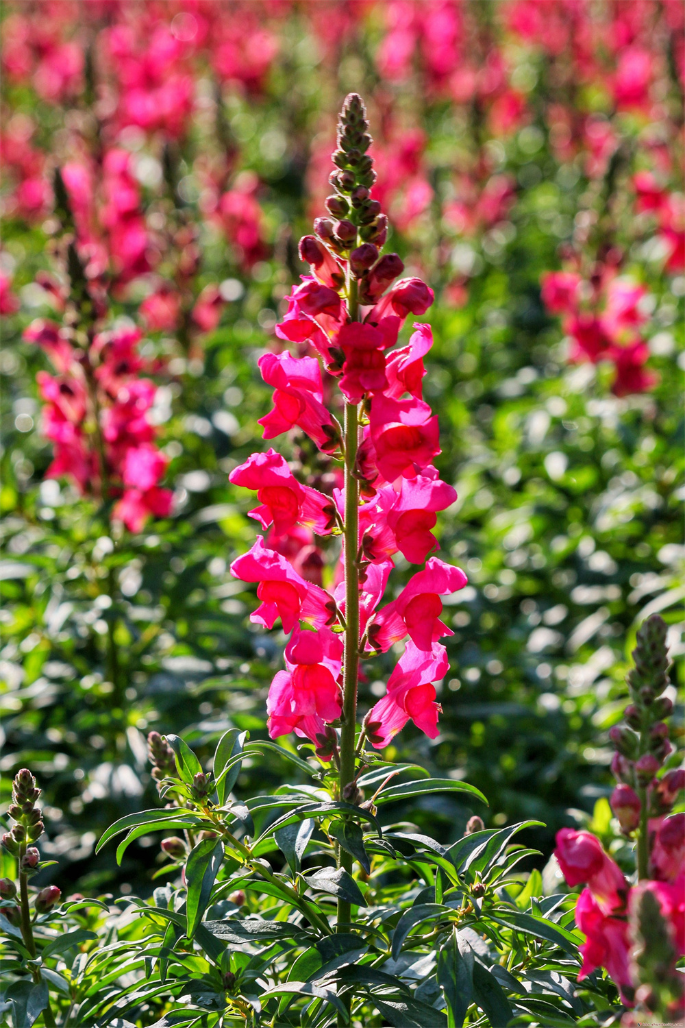金鱼草花海绽放