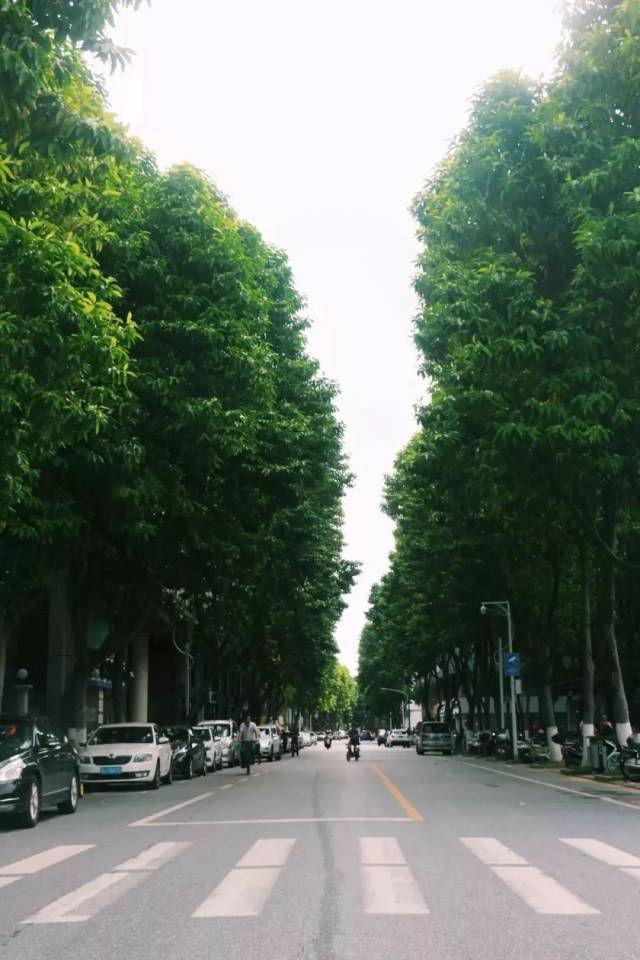 3b60020200309092439153101.jpg 4.县东路两旁也种满了白兰花树.jpg