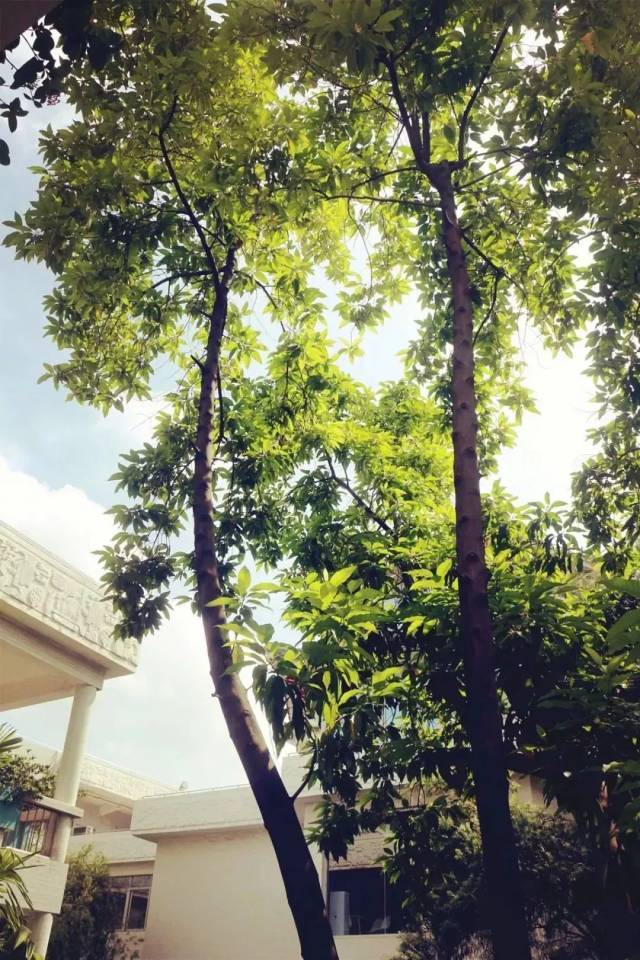 4858420200309092454643590.jpg 7.梁銶琚图书馆里的白兰花树.jpg