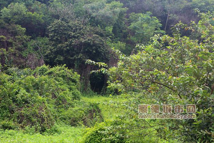 516fb20200428153420405631.jpg 马东.jpg