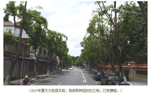 59c7f20200309092834901519.jpg 17年大良白兰已有腰粗.jpg