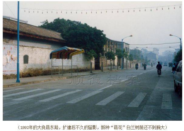 8e02d20200309092829996274.jpg 92年大良白兰树苗还不到腕大.jpg