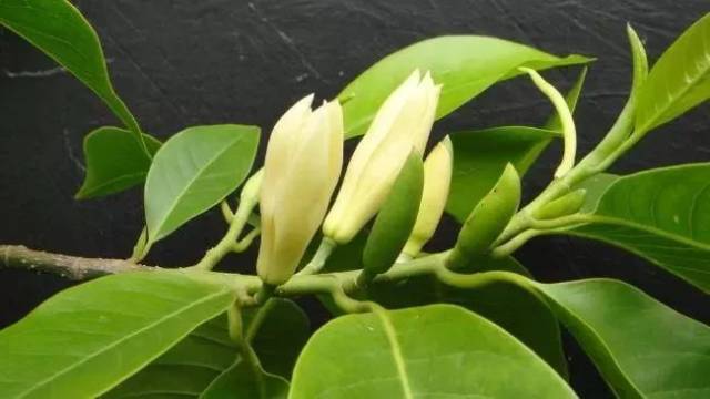 a88e820200309092406282238.jpg 2.白兰花.jpg