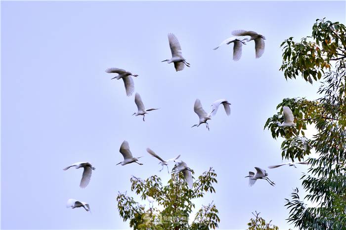 abdd420200604224153558572.jpg 勒流勒北(顺德城市网摄影俱乐部“马彦良”摄).jpg