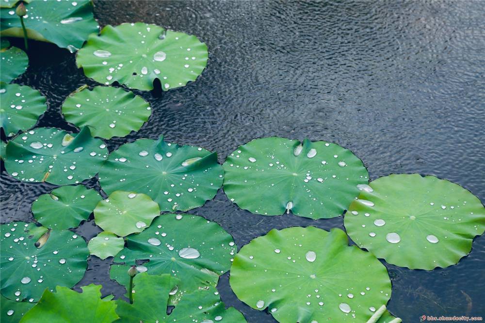 雨打荷叶染花香