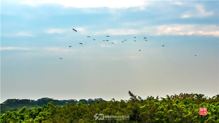 d4f1d20200604224223400794.jpg 勒流勒北(顺德城市网摄影俱乐部“见佛闻山”摄) (5).jpg