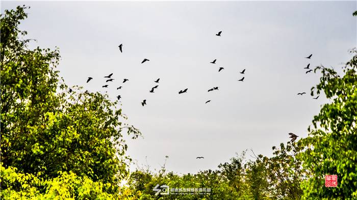 f0d6620200604223957129568.jpg 勒流勒北(顺德城市网摄影俱乐部“见佛闻山”摄) (1).jpg