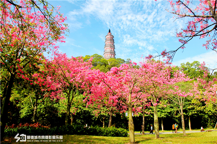 shundeplus/images/article/2020/12/08/1e45420201208144337248974.jpg 梁兆权.jpg