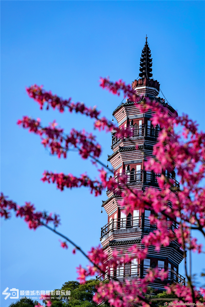 shundeplus/images/article/2020/12/08/ef67520201208120834696266.jpg line3.jpg