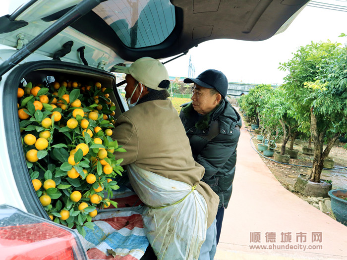 張叔與桔農李叔一同=將挑選好的桔子搬上車。.jpg