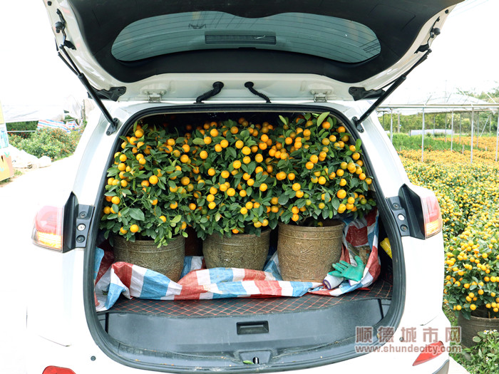 小車內被裝上了滿滿當當的年桔。.jpg
