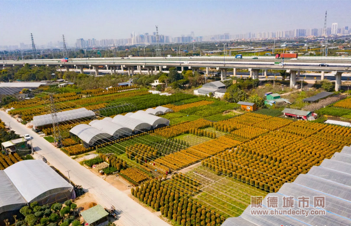 顺德是年桔、年花的重要产地.png