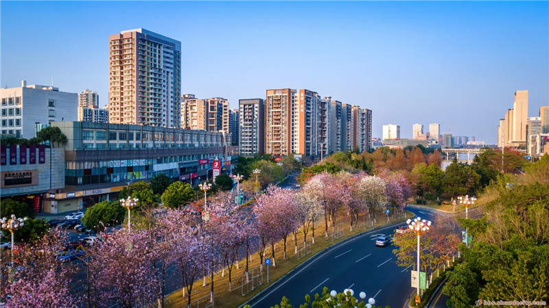 在顺德新城区的这条路上,揽尽春光,驶向春天