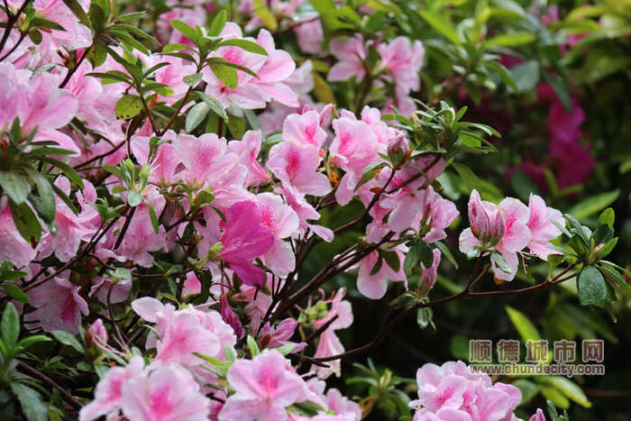 雨滴将落未落之态让鲜花更显娇艳 (2).JPG