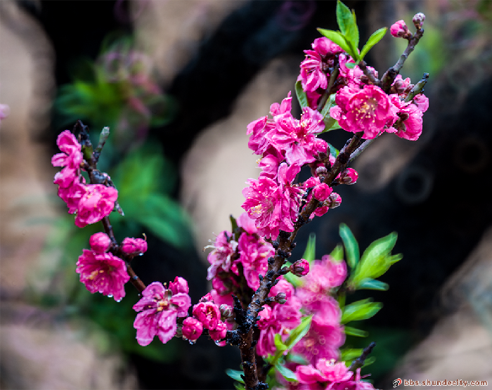 田園牧歌 桃花.png