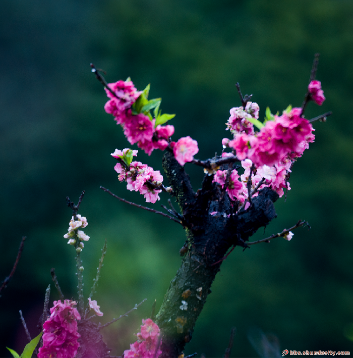 田園牧歌 桃花2.png