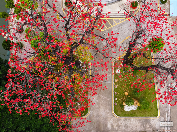 容桂容山書院紅棉5 雕刻時光.jpg