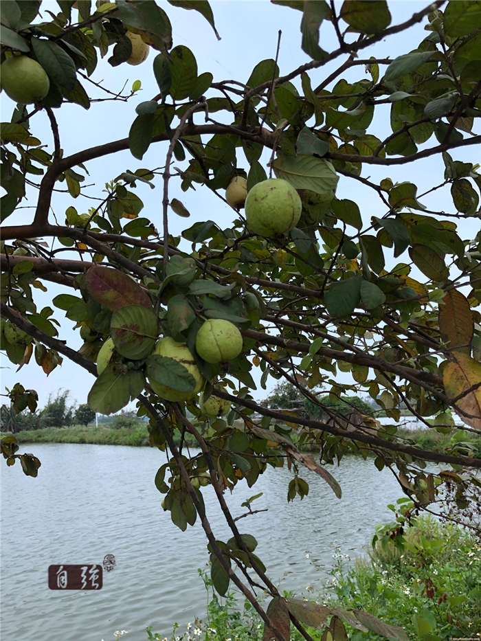 拥有桑基鱼塘的顺德人,你听过"杂基鱼塘"吗?