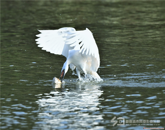 shundeplus/images/article/2021/07/14/1b47020210714185538144181.jpg 雨过天晴2.jpg