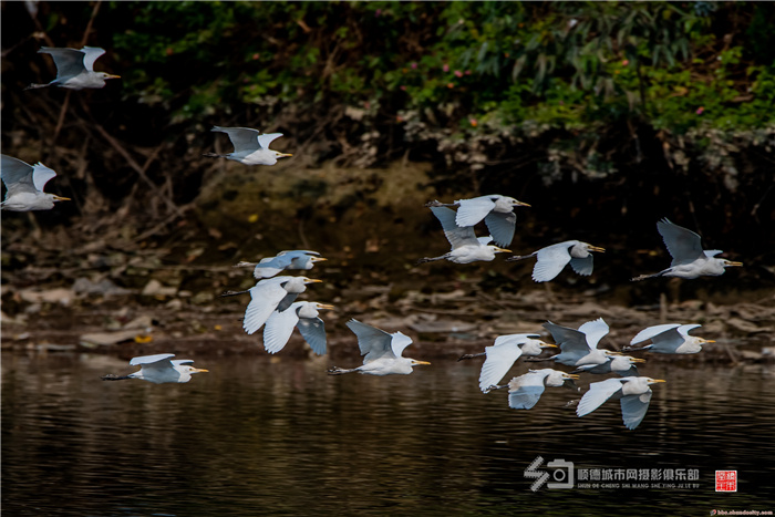 shundeplus/images/article/2021/07/14/b64ad20210714185157126184.jpg 马彦良 桂畔海鹭鸟.jpg