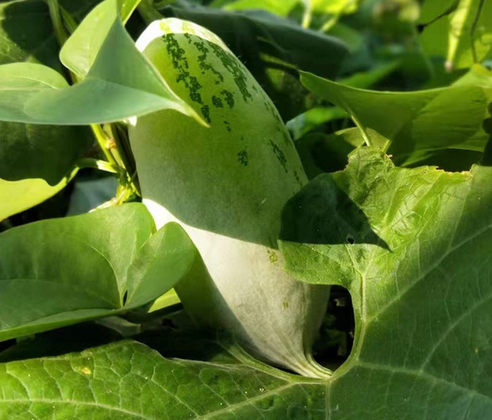 视频杏坛吉佑村苏鼠瓜好吃而且还能变色