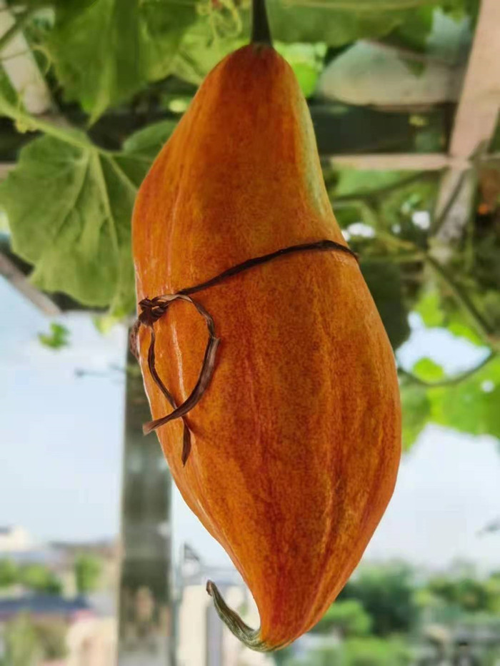 shundeplus/images/article/2021/07/16/1e98d20210716191144156570.jpg 11bb_副本.jpg