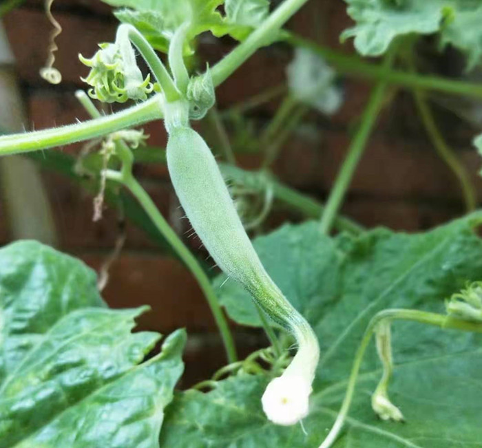 shundeplus/images/article/2021/07/16/91a5a20210716191100440725.jpg 6dd_副本.jpg