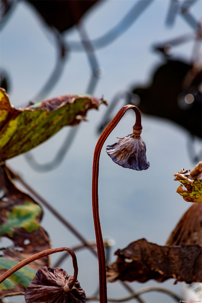 欣赏一池秋荷独具韵味