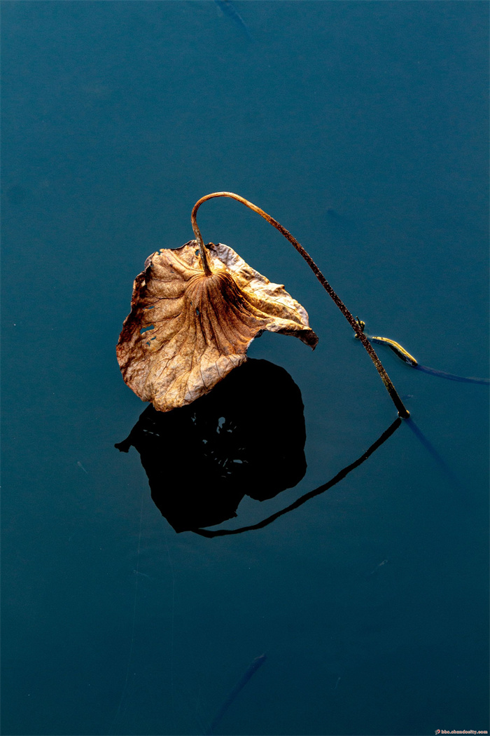 欣赏一池秋荷独具韵味