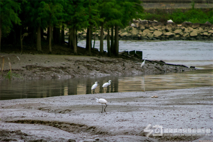 李家沙水道河堤每一处如诗风景皆可入心