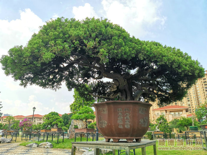 乐从盆景协会盆景园内部分盆景。.jpg