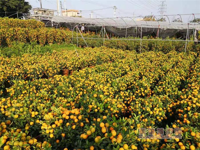 陈村年桔种植基地.jpg