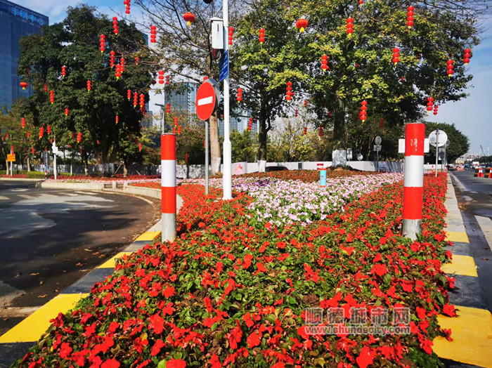 shundeplus/images/article/2022/01/21/afe9b2022012114501880474.jpg 天宁路口导流岛种植时花 (1)_副本.jpg