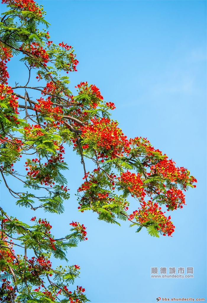 五月鳳凰紅于火 五個輪5.jpg