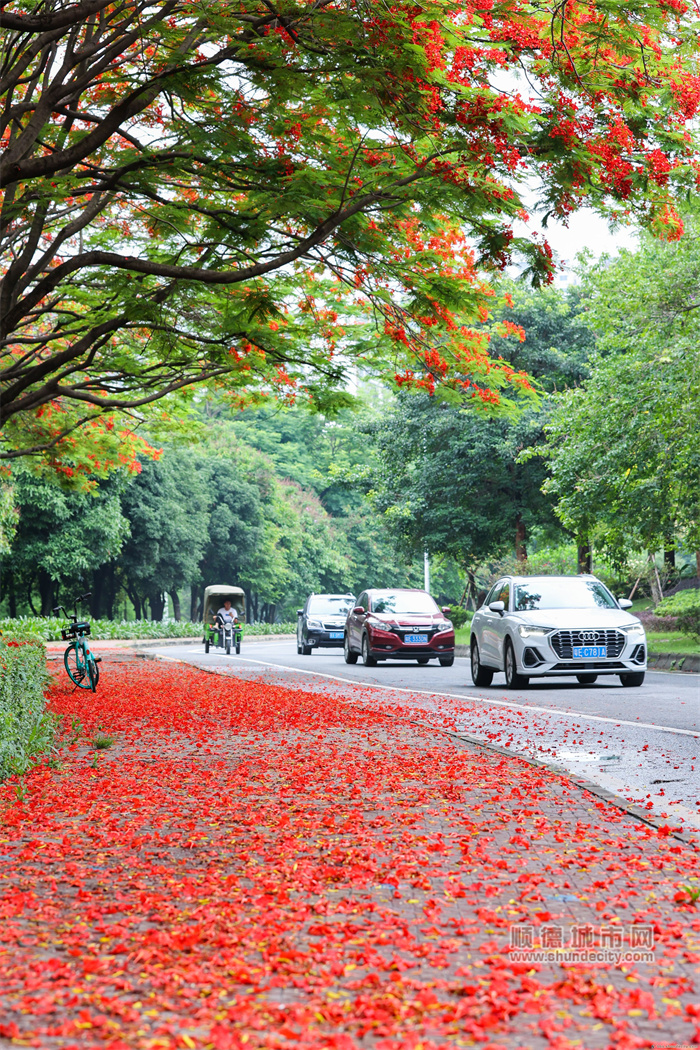 五月天，順德到處開滿了紅紅火火的鳳凰花 陳xing2.jpg