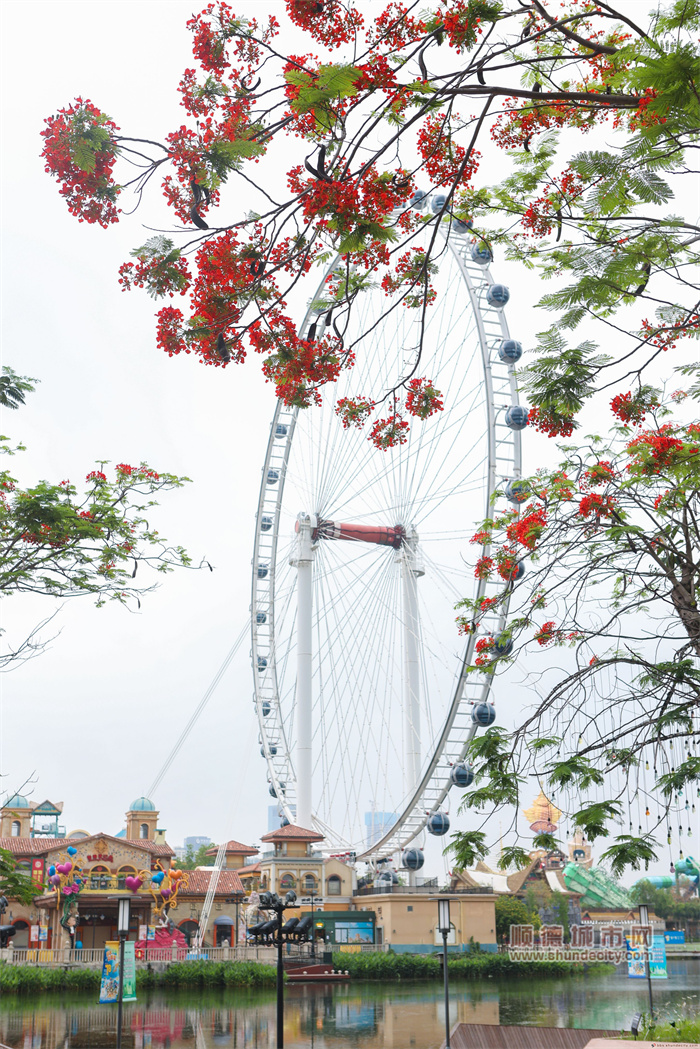五月天，順德到處開滿了紅紅火火的鳳凰花 陳xing4.jpg
