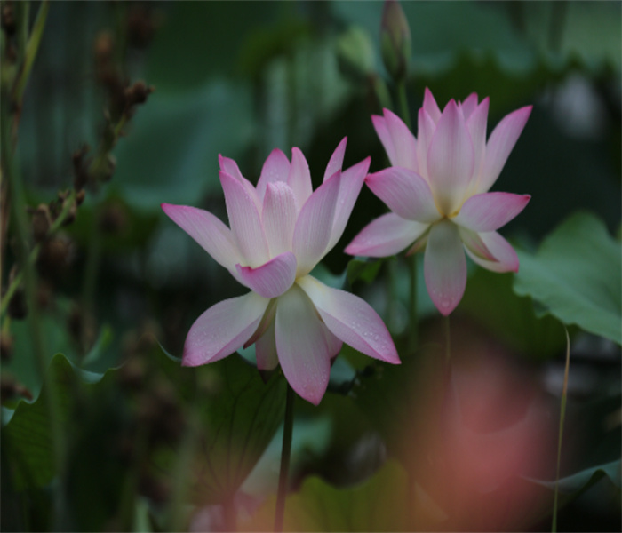 莲07.jpg