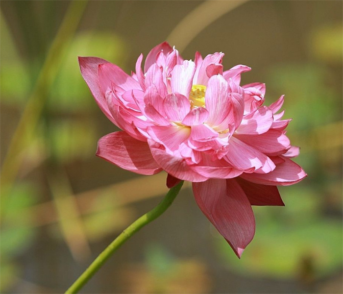 莲01.jpg