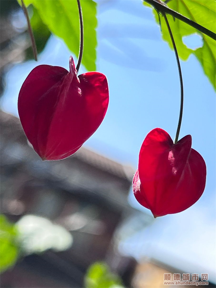 shundeplus/images/article/2022/06/06/15a1220220606093721661227.jpg 46C3321B47E0368770E43F801BB62100.png