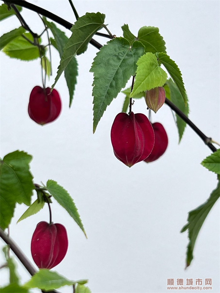 shundeplus/images/article/2022/06/06/405c220220606093744947421.jpg 6CF14C8AB3B3258FB19F87A26307659E.png