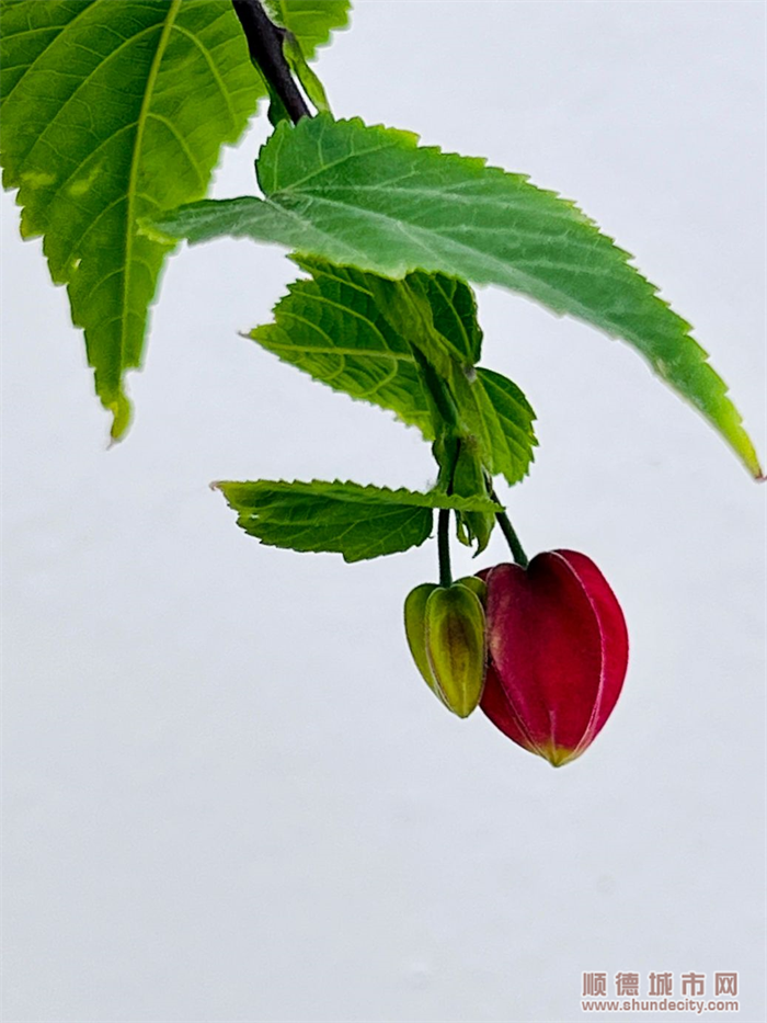 shundeplus/images/article/2022/06/06/49ff820220606093831432130.jpg B1D0C8E14A977FB76A3C7BBD661C0736.png