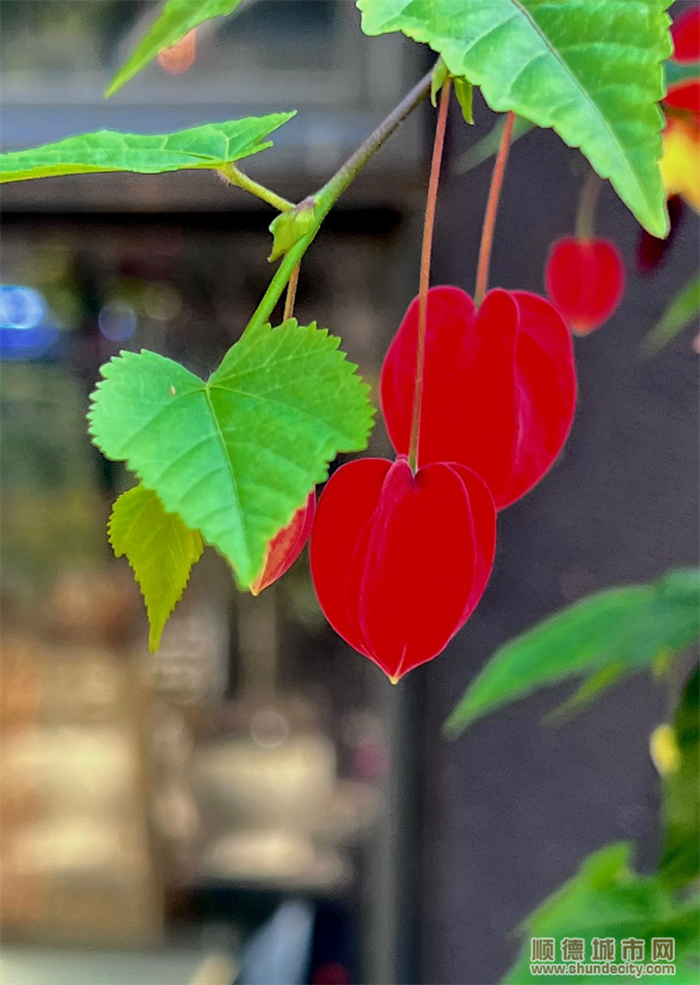 shundeplus/images/article/2022/06/06/9639820220606093705736088.jpg B92C8BCF22A1CD1CAAE186739126E2FE.png