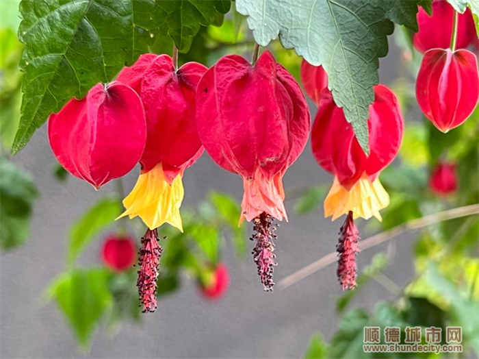 shundeplus/images/article/2022/06/06/dc2ed20220606093734255777.jpg 01BDE10414D0B70F8FC2EF73276EB4AF.png