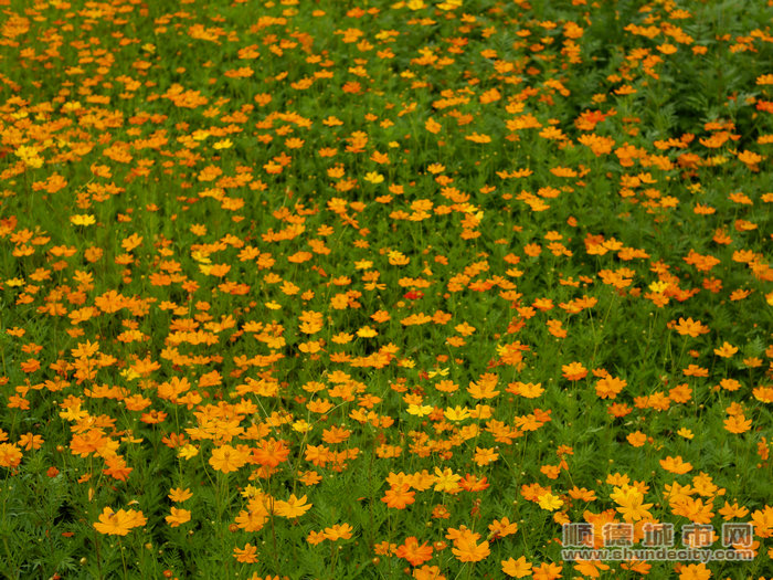 1.經過改造后花壇中的菊花.jpg