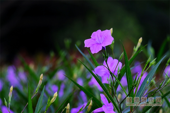 SUKI小雨 蓝花草.jpg