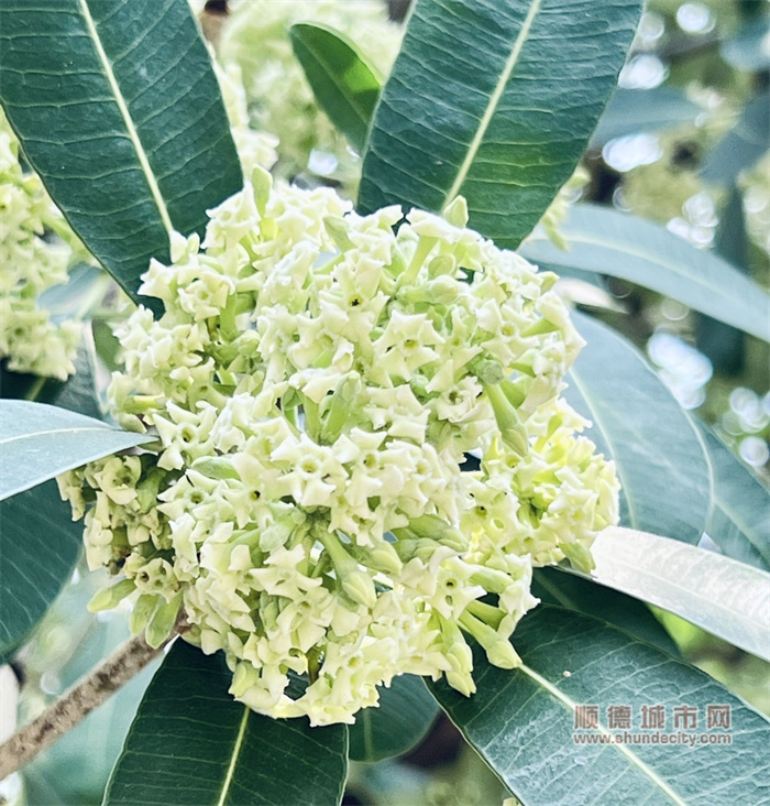狮子座的棠 糖胶树开花了.jpg