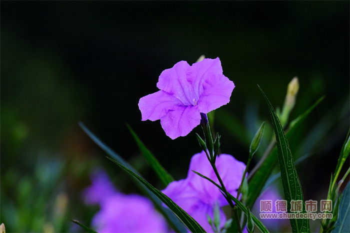 SUKI小雨 蓝花草2.jpg